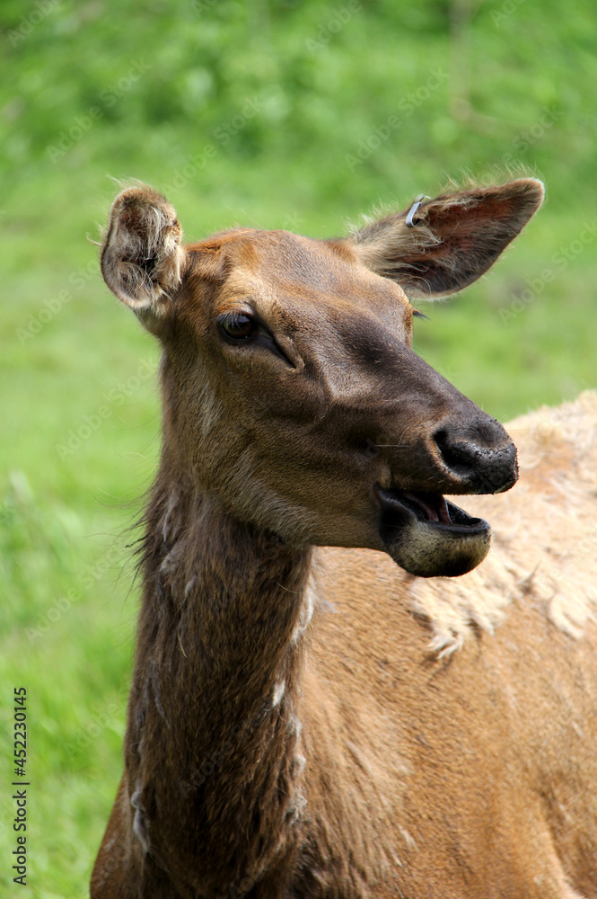 portrait of a deer