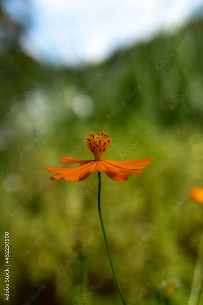 夏を彩る植物たち