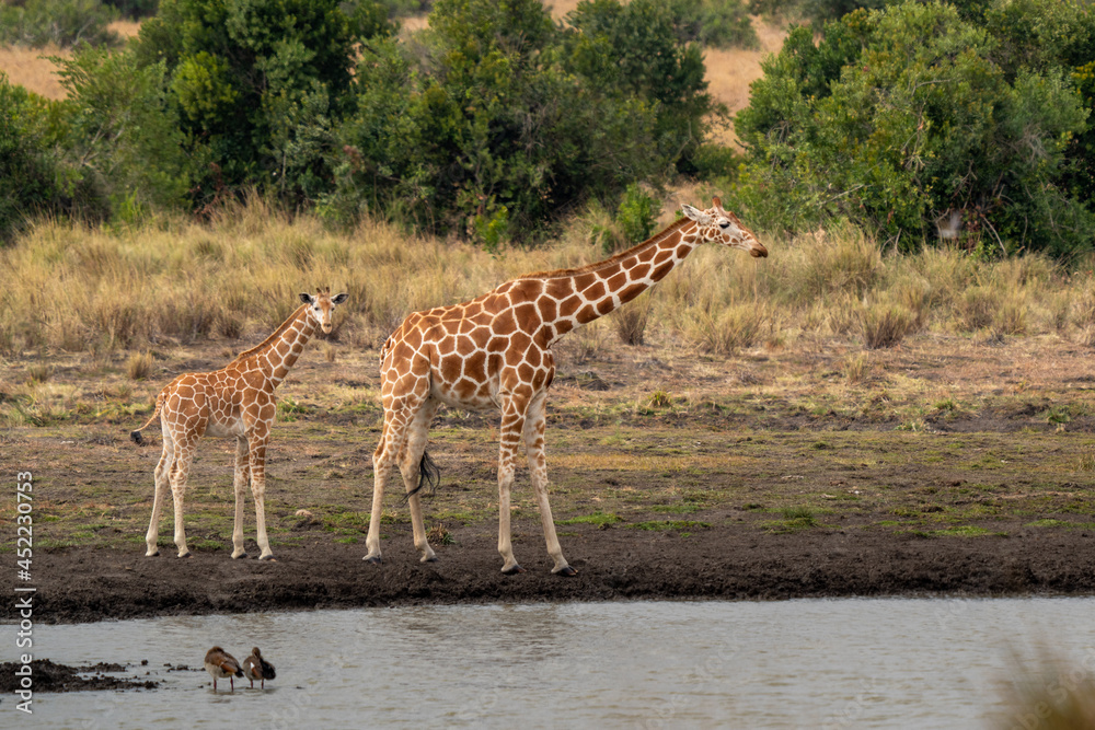 Giraffe in front Amboseli national park Kenya masai mara.(Giraffa reticulata) Giraffe in front Amboseli national park Kenya masai mara.(Giraffa reticulata)