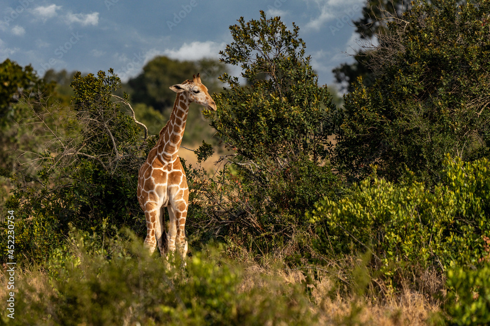 Obraz premium Giraffe in front Amboseli national park Kenya masai mara.(Giraffa reticulata)
