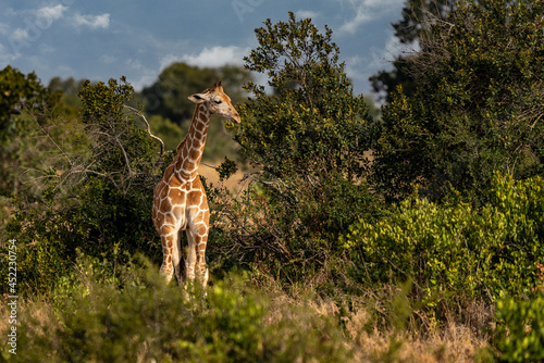 Giraffe in front Amboseli national park Kenya masai mara. Giraffa reticulata 
