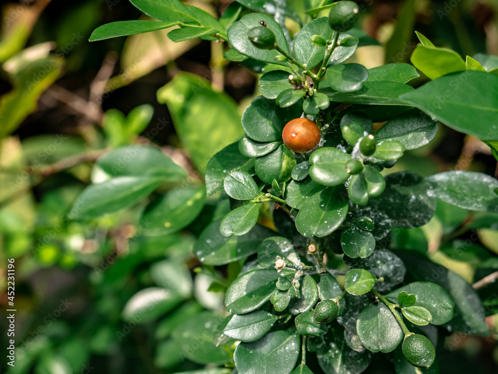 green plant with one ripe fruit in the middle