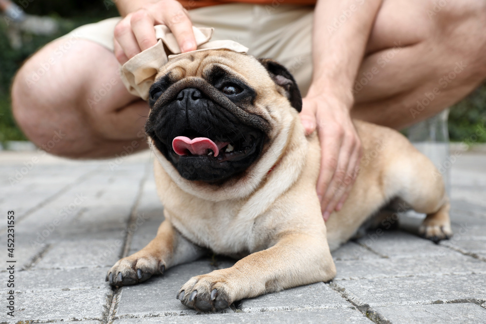 Obraz premium Owner helping his pug dog on street in hot day, closeup. Heat stroke prevention