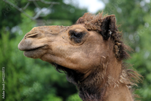 camel head close up © SofotoCool