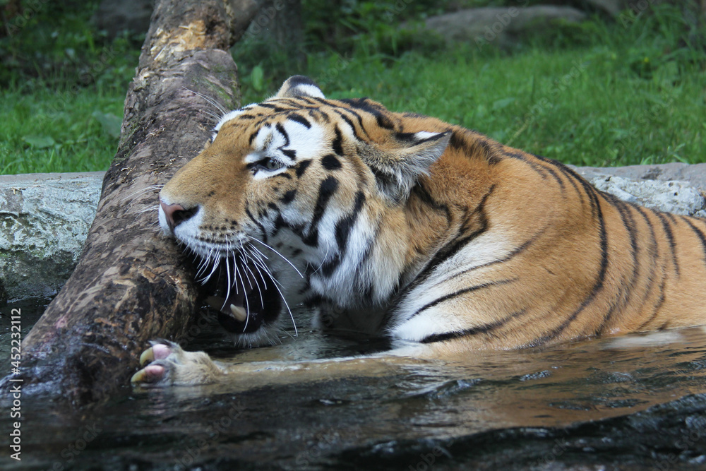 Fototapeta premium tiger eating a tree