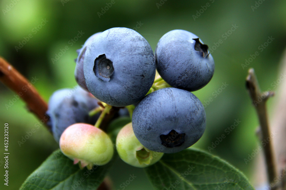 blueberries on the bush