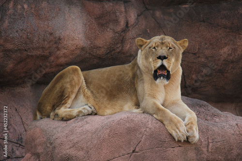 Lioness on a rock with his mouth open