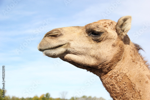 camel in the desert © SofotoCool