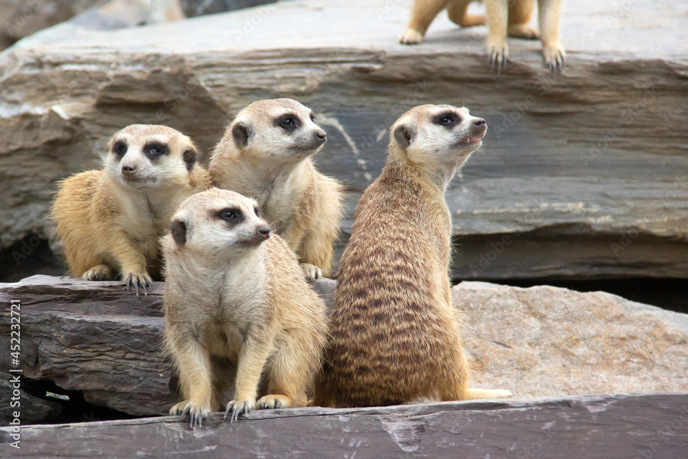 Fototapeta premium Assembly of four meerkats standing on a rock