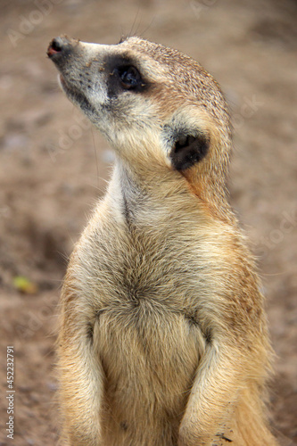 Portrait of a meerkat standind on the sand photo