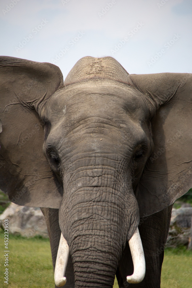 Close up with the african elephant 