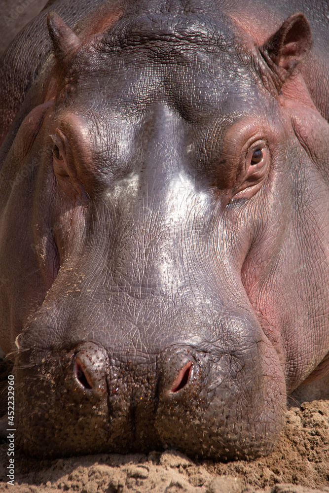 Close up of a hippopotamus on the sand Close up of a hippopotamus on the sand