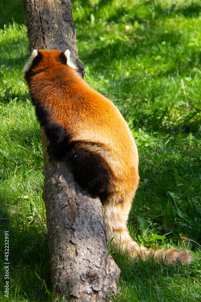 Obraz premium Red panda waking on a tree
