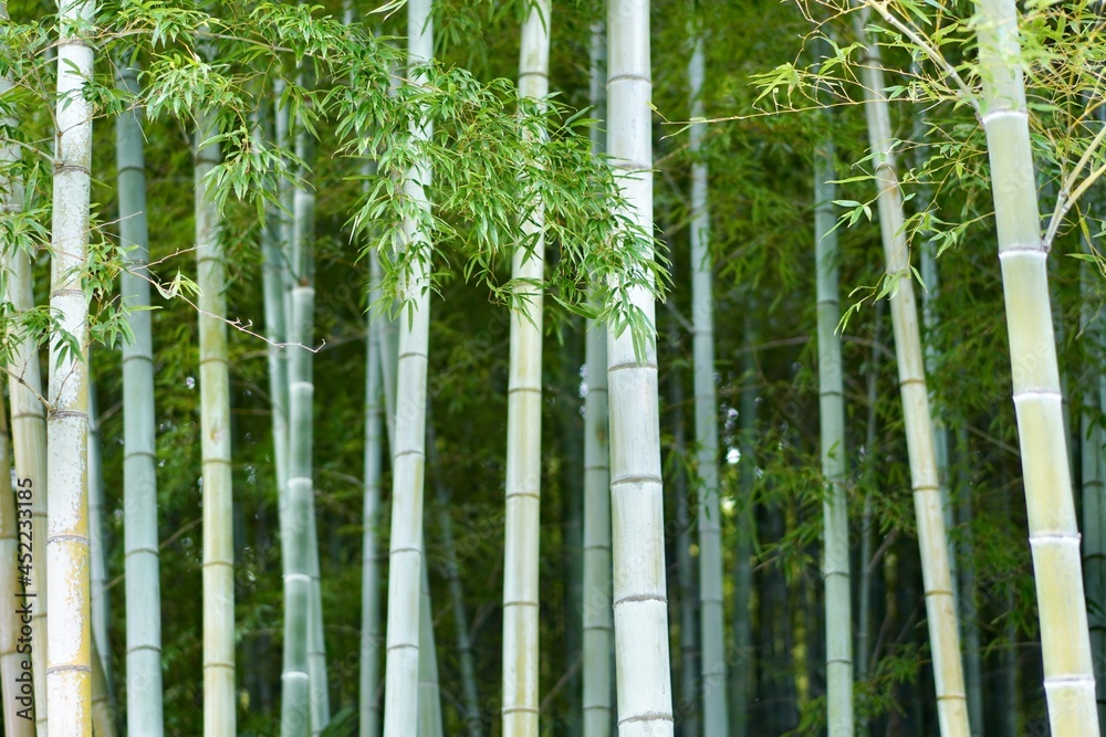 Fototapeta premium 竹林の写真