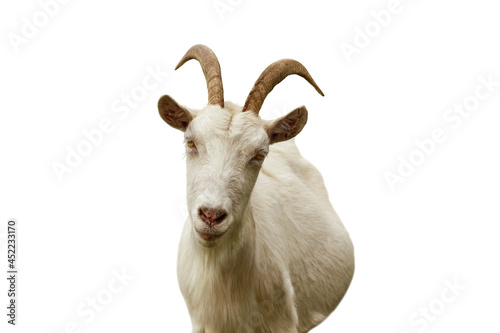 Portrait of a white horned goat isolated on white background