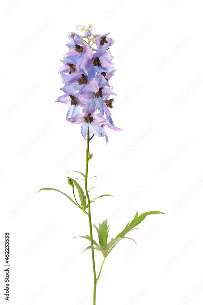 Obraz premium Delphinium flower isolated on white background. Beautiful summer flowers.