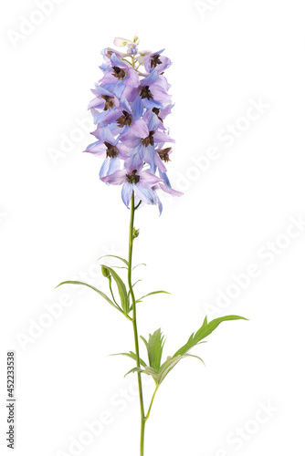 Delphinium flower isolated on white background. Beautiful summer flowers.