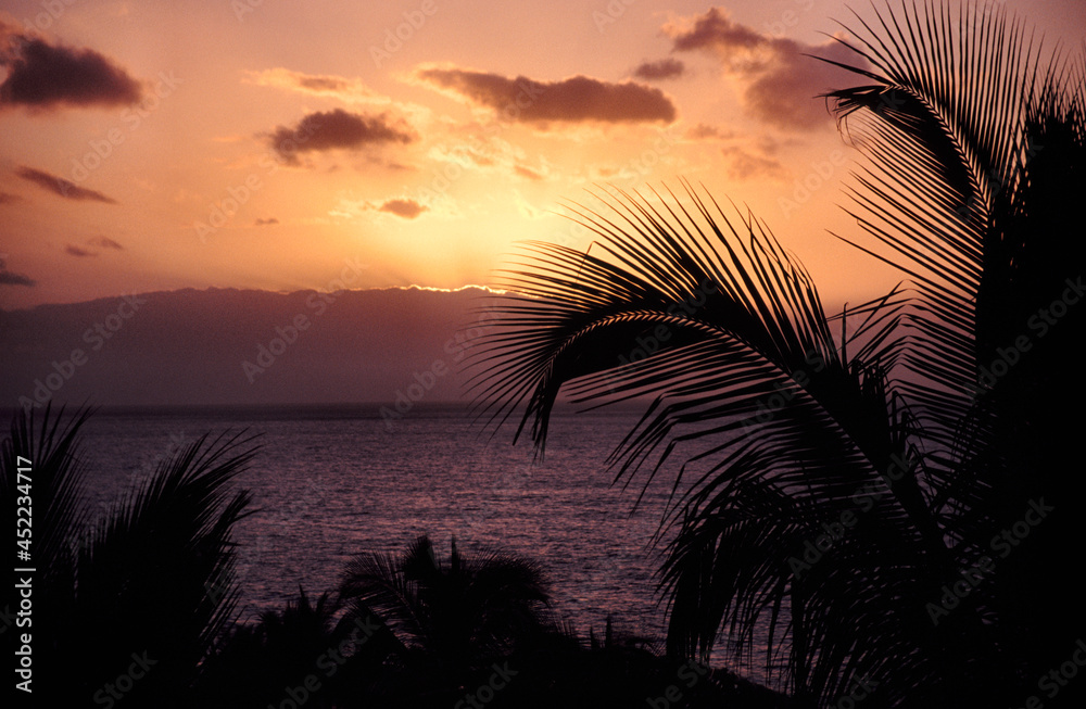 Obraz premium palm trees at sunset