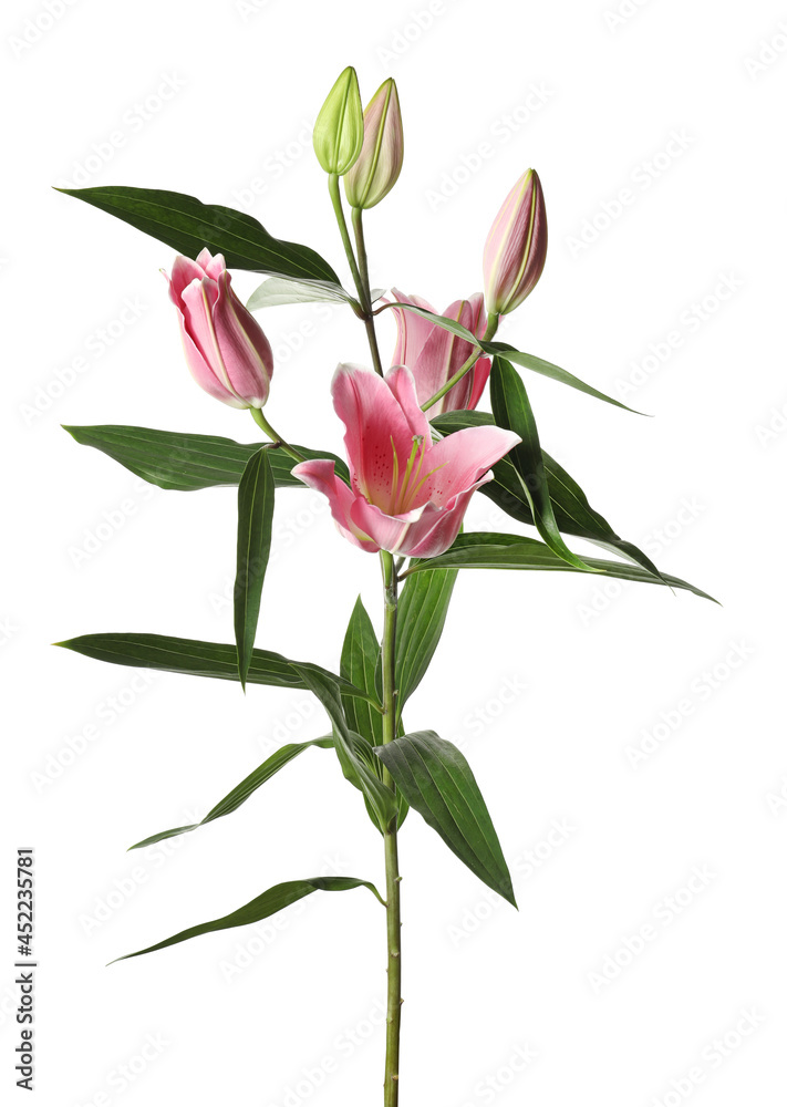 Beautiful lily plant with pink flowers isolated on white Beautiful lily plant with pink flowers isolated on white