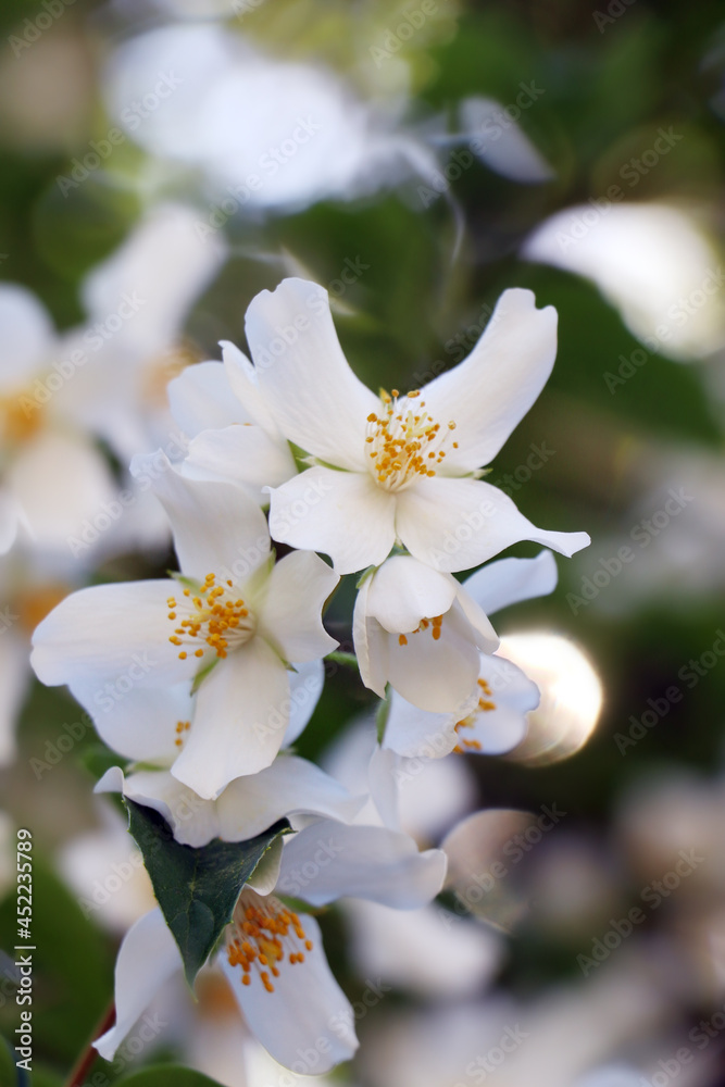 Obraz premium Closeup view of beautiful blooming white jasmine shrub outdoors