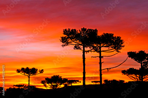Arvore araucaria ( Araucária angustifolia) ao por-do-sol. Sao Jose dos Ausentes. Rio Grande do Sul. Brasil