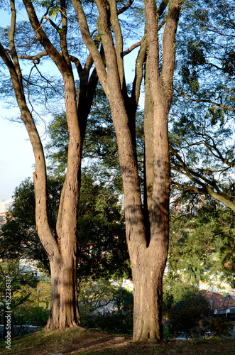 Arvore Sibipiruna ( Caesalpinia peltophoroides) no Jardim Botânico. Sao Paulo. photo