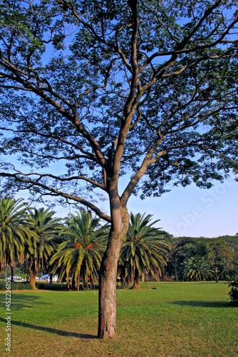Arvores no  Parque do Ibirapuera. Sao Paulo. Brasil