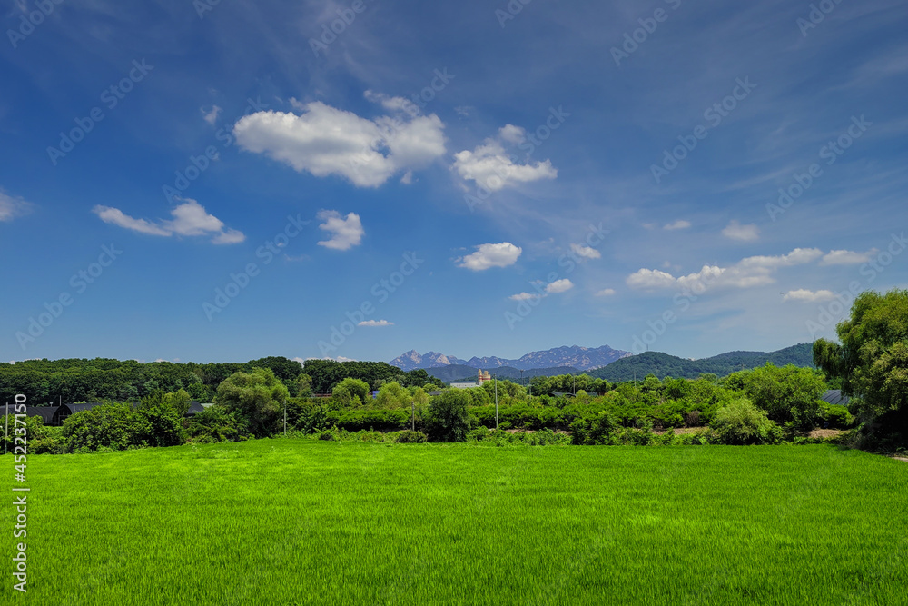 Green rice fields moved by the wind with blue sky