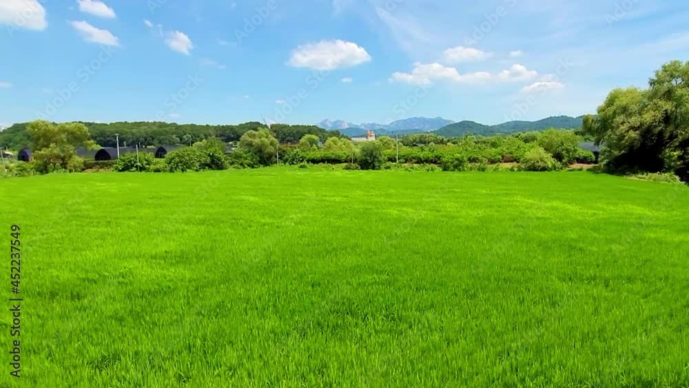 Green rice fields moved by the wind with blue sky Green rice fields moved by the wind with blue sky