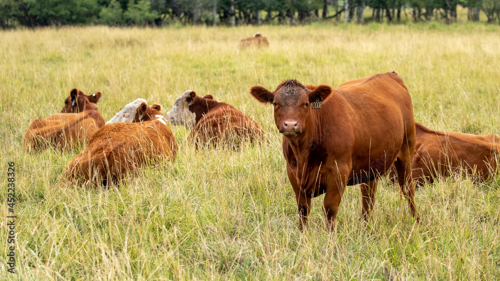 Red Angus Cattle Ranch, Red Angus Cows in Open Field