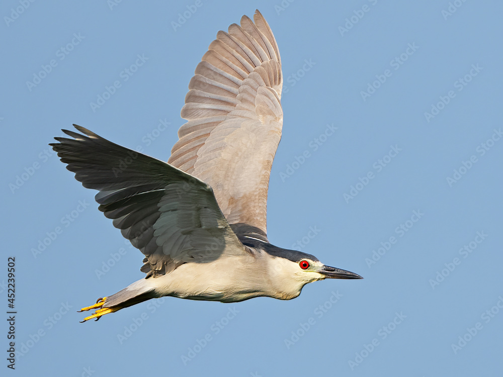 Obraz premium Black-crowned Night Heron in Flight
