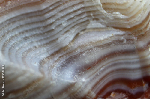 Textural ridges and grooves of a pink shell