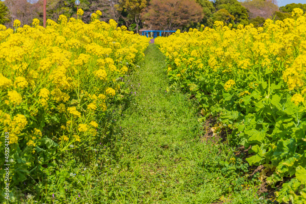 Obraz premium 菜の花畑