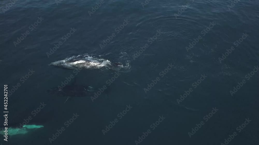 Humpback whales relaxing in blue water Humpback whales relaxing in blue water