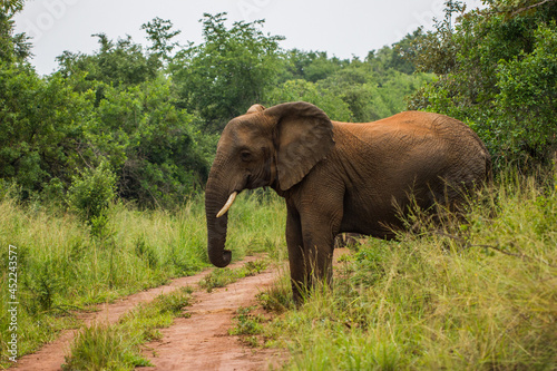 Photography A close up shot of an elephant on a path in grass on the African plains