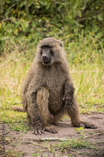 A close up shot of a monkey sitting on the ground in Africa