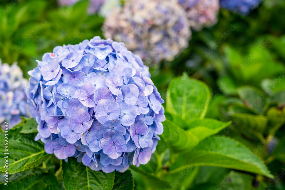 Blooming Hydrangea garden in architectural farm in Chiang Mai, Thailand Blooming Hydrangea garden in architectural farm in Chiang Mai, Thailand