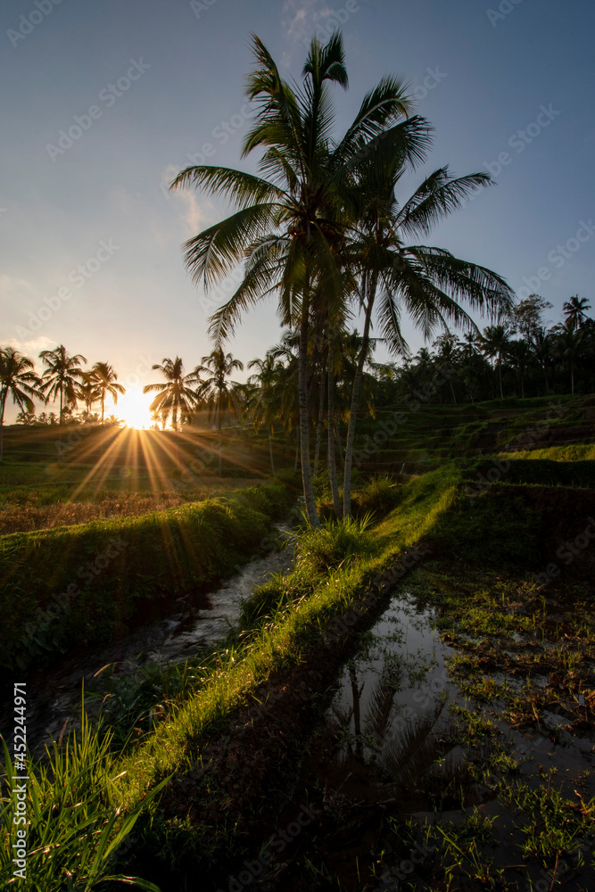 Obraz premium The scenery in the rice fields with the sunrise background