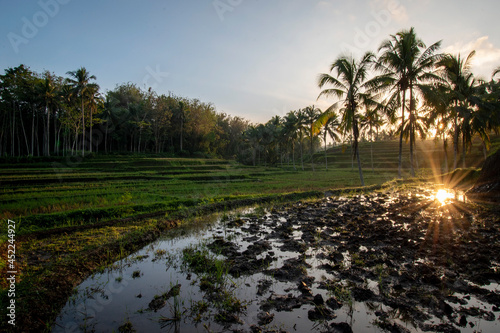 The scenery in the rice fields with the sunrise background