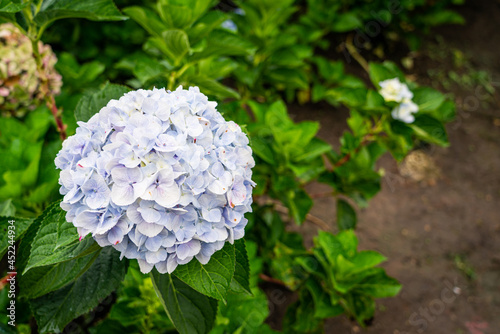 Blooming Hydrangea garden in architectural farm in Chiang Mai, Thailand