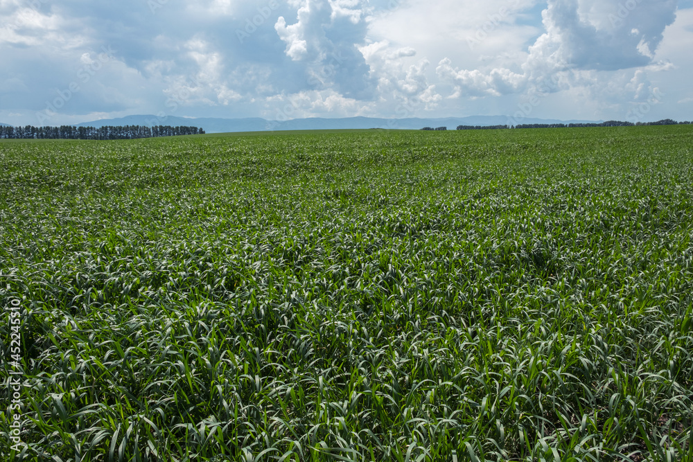 Green plants in large farm fields. Clouds in the blue sky. Green plants in large farm fields. Clouds in the blue sky.