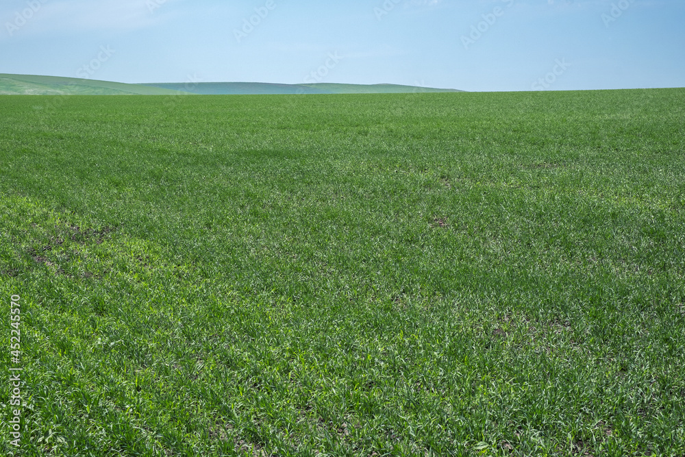 Green plants in large farm fields. Clouds in the blue sky. Green plants in large farm fields. Clouds in the blue sky.