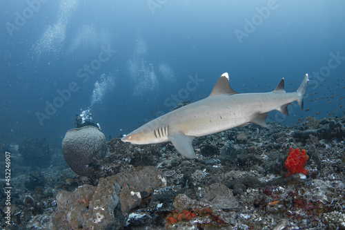 close encounter with white tip reef shrak with scuba diver , Gili Island Lombok - Indonesia