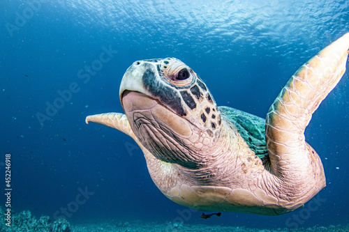 Green sea turtle swimming toward photographer through clear tropical water Gili Island Indonesia.