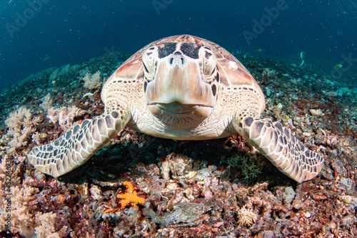 A green sea turtle - Green turtle (Chelonia mydas) resting on the coral bottom deep blue ocean, Bali Indonesia.