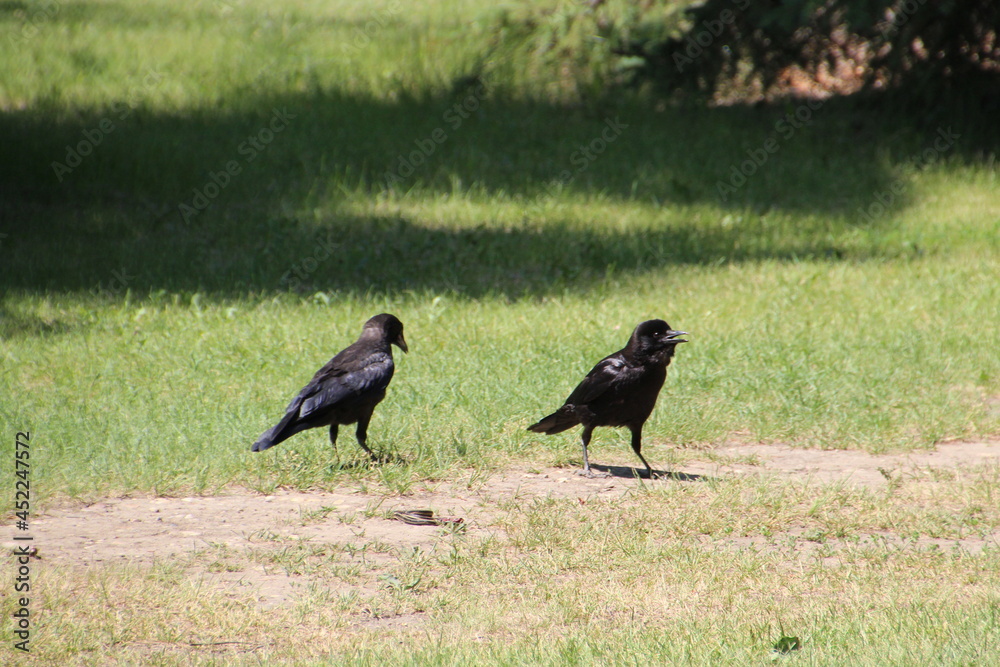 Crows On The Grass, Gold Bar Park, Edmonton, Alberta Crows On The Grass, Gold Bar Park, Edmonton, Alberta