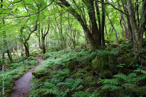 a flourishing summer forest with a path