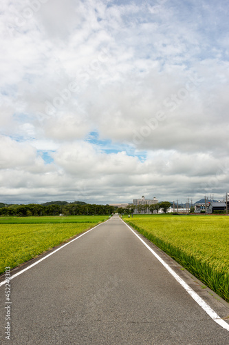 View of paddy field in Japan in summer time