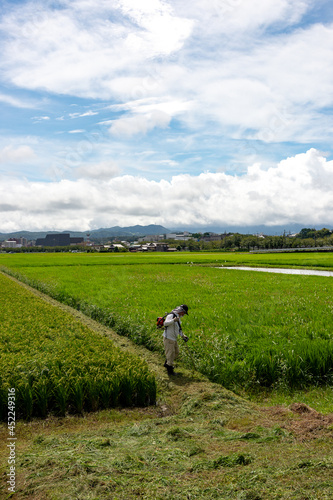 Wallpaper Mural Weeding work of paddy field ridge in Japan in summer time Torontodigital.ca