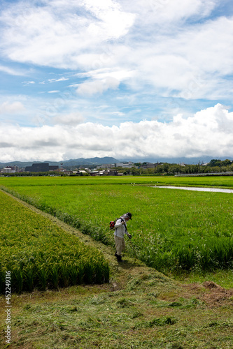 Weeding work of paddy field ridge in Japan in summer time